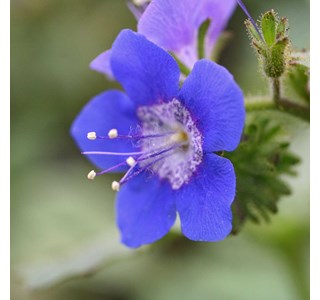 Gilia achilleifolia 10мг/10мл