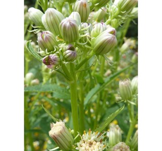 Cacalia suaveolens 10мг/10мл