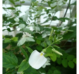 Calceolaria communis 10мг/10мл