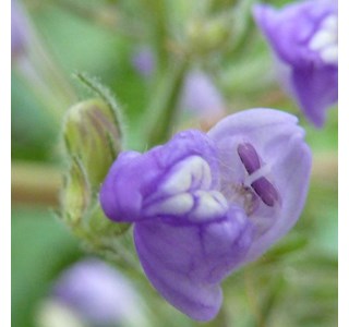 temple plant 10мг/10мл