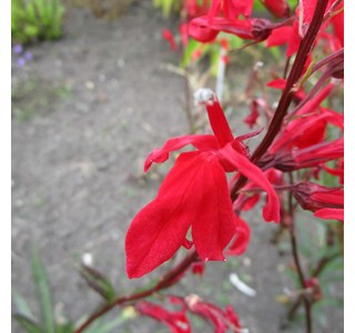 Cardinal Flower 10мг/10мл