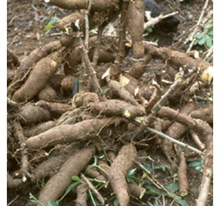 Cassava 10мг/10мл
