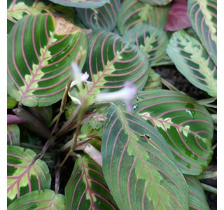 Calathea leuconeura 10мг/10мл