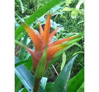 Canistropsis billbergioides 10мг/10мл