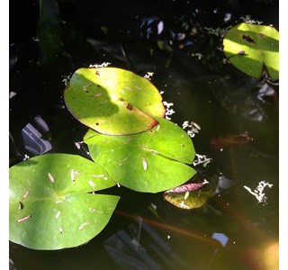 Nymphaea stellata 10мг/10мл