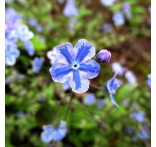 Cappadocian navelwort 10мг/10мл