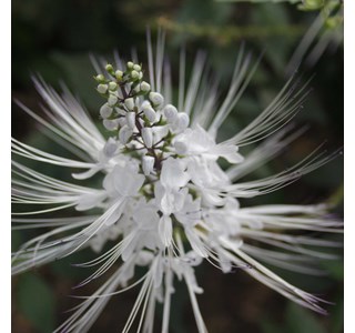 Cat's whisker 10мг/10мл