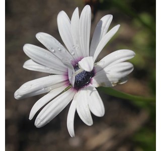 Cape marguerite 10мг/10мл