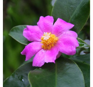 Pereskia grandifolia 10мг/10мл