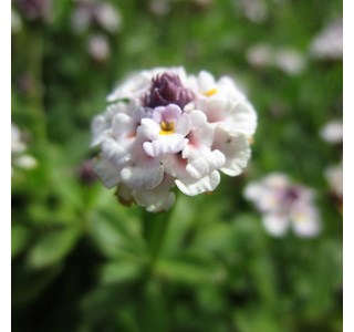 Capeweed 10мг/10мл
