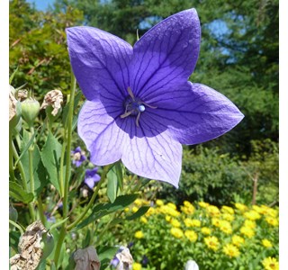 Campanula grandiflora 10мг/10мл