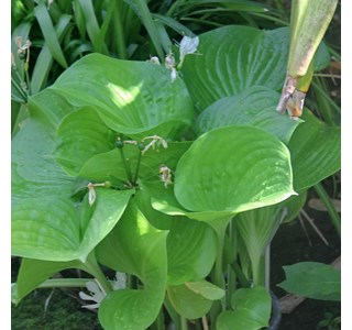 Proiphys amboinensis 10мг/10мл