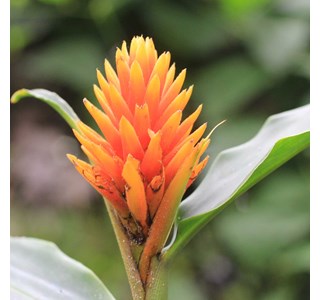 Calathea strobilifera 10мг/10мл