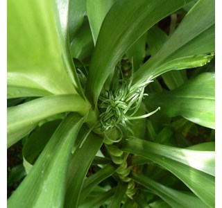 Campylandra cauliflora 10мг/10мл