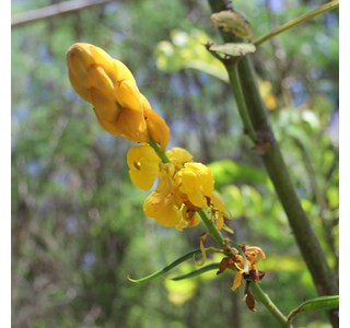Cassia alata 10мг/10мл