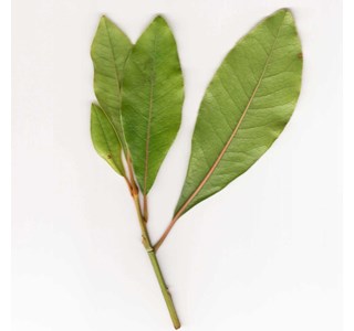 Calvaria mirmulano 10мг/10мл