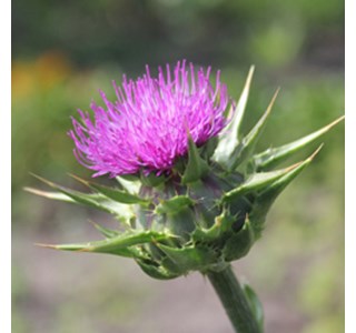 Silybum marianum 10мг/10мл
