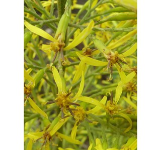 Cacalia tangutica 10мг/10мл