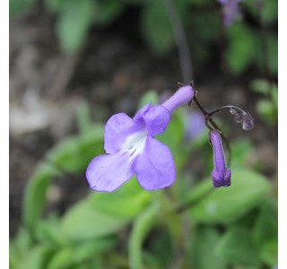 Streptocarpus saxorum 10мг/10мл