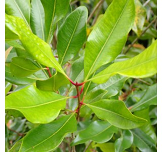 Caryophyllus aromaticum 10мг/10мл