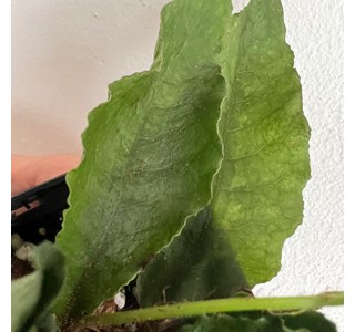 Tectaria hilocarpa 10мг/10мл
