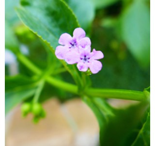 Teedia lucida 10мг/10мл