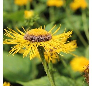 Telekia speciosa 10мг/10мл