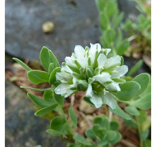 Telephium imperati 10мг/10мл