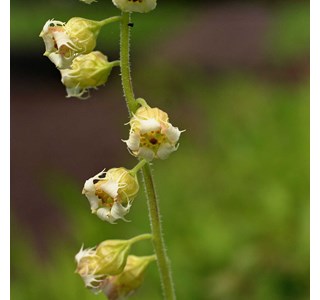 Tellima grandiflora 10мг/10мл