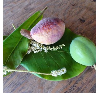 Terminalia catappa 10мг/10мл