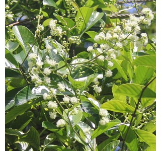 Tetracera indica 10мг/10мл