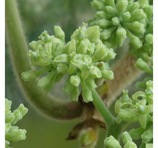 Tetrastigma obovatum 10мг/10мл