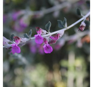 Teucrium 10мг/10мл