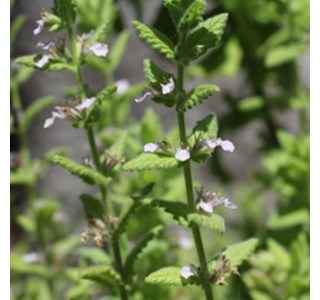 Teucrium palustre 10мг/10мл