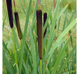 Cat´s Tail 10мг/10мл
