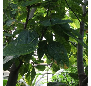 Carica quercifolia 10мг/10мл